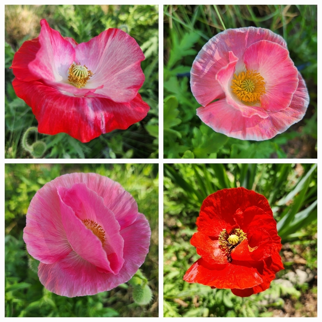 Papaver rhoeas (amapola mix de colores)