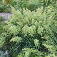 Poa iridifolia (poa de las sierras)