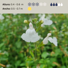 Salvia greggii Alba (salvia gregui blanca), foto 2 de 3