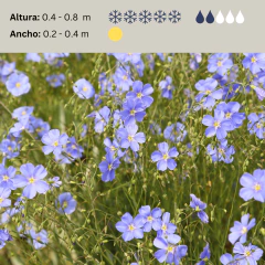 Linum usitatissimum (lino anual), foto 2 de 2