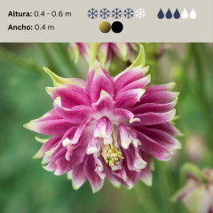Aquilegia "Nora Barlow", foto 2 de 2