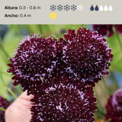 Scabiosa Chat Noir / Black Cat - 20 semillas, foto 3 de 7