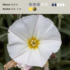 Convolvulus cneorum (convólvulus gris), foto 2 de 2
