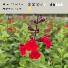 Salvia jamensis "Furman´s Red" - (salvia jamensis de flor roja), foto 2 de 3