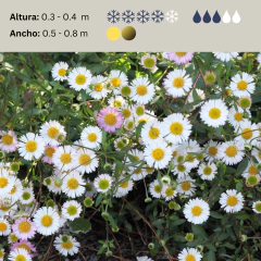 Erigeron karvinskianus (erigeron), foto 2 de 5