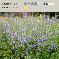 Salvia "African Sky", foto 2 de 2