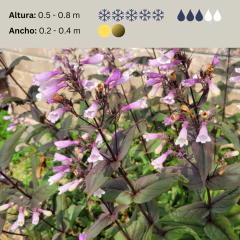Penstemon digitalis "Mystica", foto 2 de 3