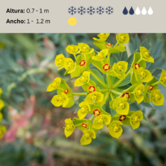 Euphorbia rigida (euforbia rígida) - 20 semillas, foto 2 de 3
