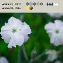 Lychnis coronaria "Alba" - flor blanca (lichnis), foto 2 de 4