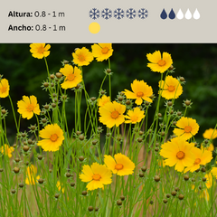 Coreopsis lanceolata (coreopsis grandiflora), foto 2 de 2