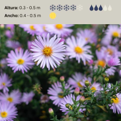 Aster novi belgii (Aster de Nueva York), foto 2 de 6