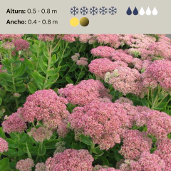 Sedum spectabile / Hylotelephium spectabile "Autumn Joy" (Sedum de otoño), foto 2 de 3