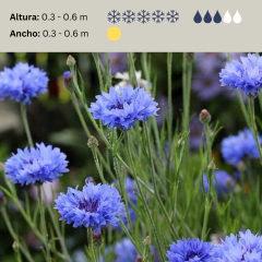 Centaurea cyanus "Blue Boy" (centaurea anual doble), foto 2 de 2