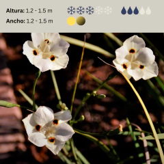 Dietes bicolor (dietes bicolor), foto 2 de 3