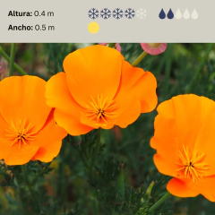Eschscholzia californica - "Amapola de California" - 20 semillas, foto 2 de 4