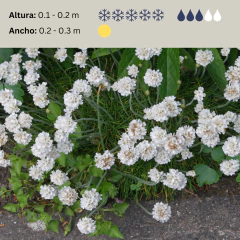 Armeria maritima "Alba"- (armeria compacta flor blanca), foto 2 de 3