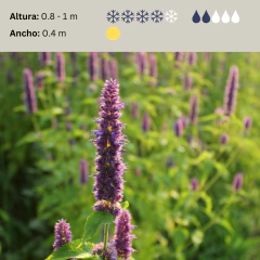 Agastache foeniculum - 40 semillas, foto 2 de 4