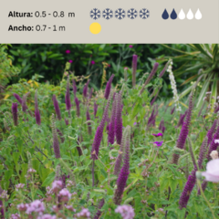 Teucrium hircanicum (teucrio) - 40 semillas, foto 2 de 3