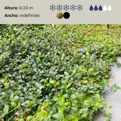 Vinca minor (vinca compacta), foto 2 de 2