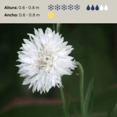 Centaurea cyanus 'Snowman' (centaurea anual doble blanca), foto 2 de 2