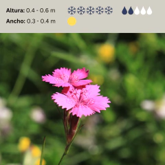 Dianthus carthusianorum (clavel silvestre), foto 2 de 2