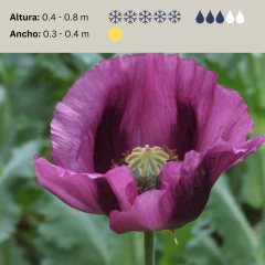 Papaver somniferum - mix colores rosados - Semillas, foto 2 de 5
