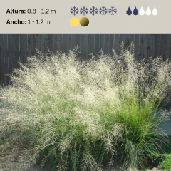 Eragrostis curvula (pasto llorón), foto 2 de 2