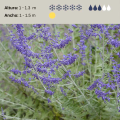 Perovskia atriplicifolia "Blue Spires" (salvia rusa), foto 2 de 5