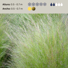 Nasella tenuissima (stipa común, coirón) - Semillas, foto 2 de 2