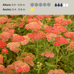 Achillea millefolium "Paprika" (achilea paprika), foto 2 de 4