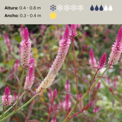Celosia spicata (celosia spicata), foto 2 de 3