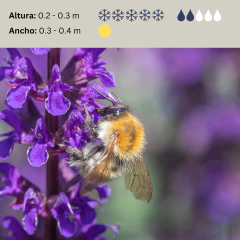 Salvia nemorosa "New Dimension Blue" (salvia nemorosa), imagen 2