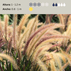 Pennisetum rupelli, foto 2 de 2