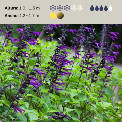 Salvia "Amistad" (salvia amistad), foto 2 de 2