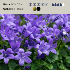 Campanula poscharskyana, foto 2 de 3