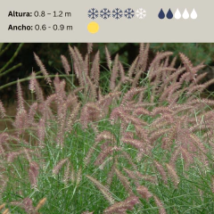 Pennisetum 'Karley Rose', foto 2 de 2