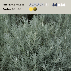 Helichrysum italicum (curry), foto 2 de 4
