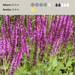 Salvia nemorosa - flor rosada - 40 semillas, foto 2 de 4