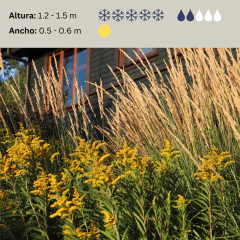 Calamagrostis x acutiflora "Karl Foerster", foto 2 de 3