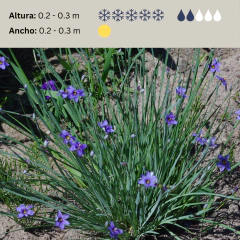 Sisyrinchium graminoides, imagen 2