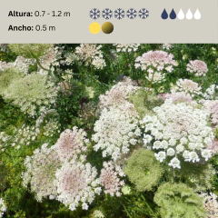 Daucus carota "Purple Kisses" - 40 semillas, foto 2 de 5