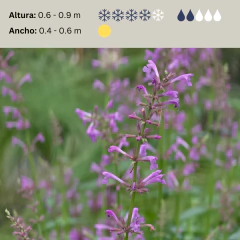 Agastache pallidiflora - "agastache rosa", foto 2 de 2