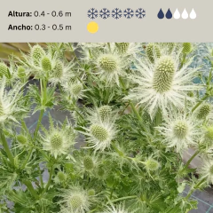 Eryngium planum "White Gliter", foto 2 de 2