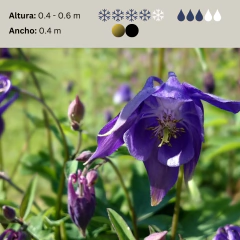 Aquilegia vulgaris (aquilegia), foto 2 de 3