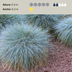Festuca glauca (festuca gris), foto 2 de 3