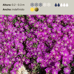 Drosanthemum floribundum (rocío rosa), foto 2 de 4