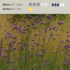 Verbena bonariensis - Semillas, foto 2 de 3