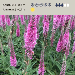 Veronica longifolia (flor rosa), imagen 2