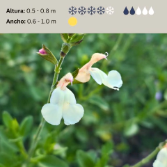 Salvia greggii (flor blanco crema bicolor), foto 2 de 2