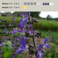 Salvia forskohlii, foto 2 de 2